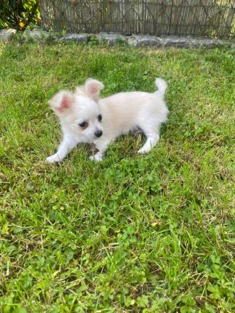 Chihuahua LH Welpen Abgabebereit