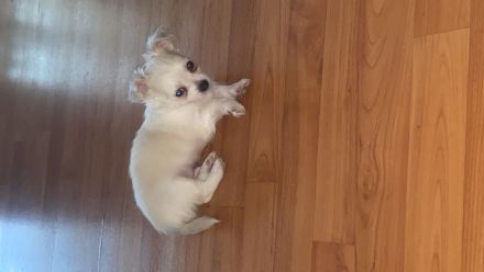 Chihuahua LH Welpen Abgabebereit