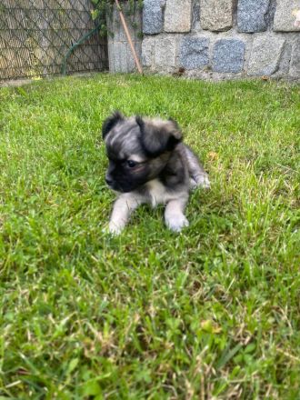 Chihuahua LH Welpen Abgabebereit