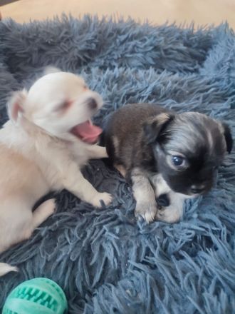 Chihuahua LH Welpen Abgabebereit