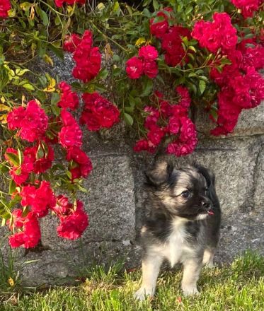 Chihuahua LH Welpen Abgabebereit