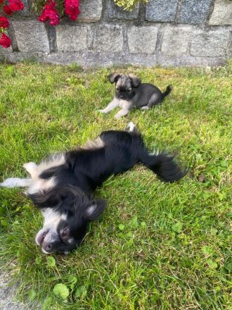 Chihuahua LH Welpen Abgabebereit