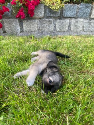 Chihuahua LH Welpen Abgabebereit