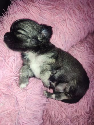 Chihuahua LH Welpen Abgabebereit