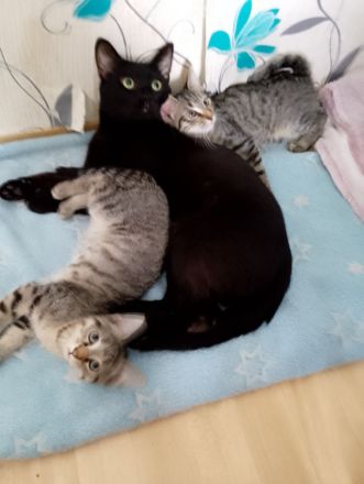 6 Katzenkinder zu verkaufen