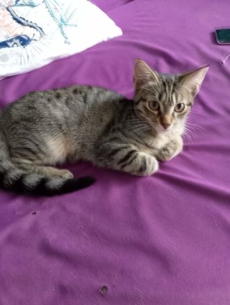 6 Katzenkinder zu verkaufen