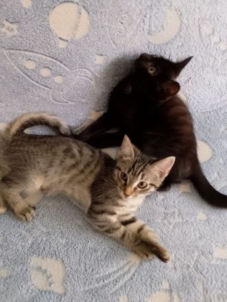 6 Katzenkinder zu verkaufen