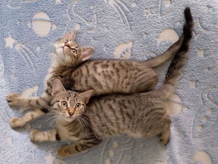 6 Katzenkinder zu verkaufen