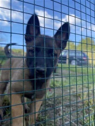 10 bildschöne Malinois Welpen suchen ein Zuhause