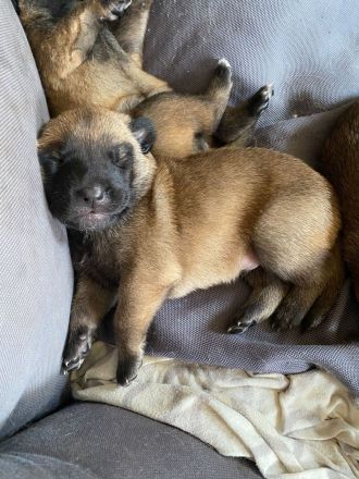 10 bildschöne Malinois Welpen suchen ein Zuhause