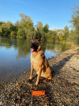 10 bildschöne Malinois Welpen suchen ein Zuhause