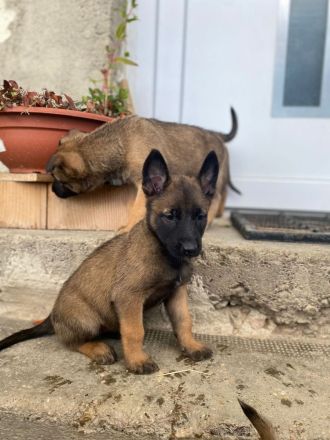 10 bildschöne Malinois Welpen suchen ein Zuhause