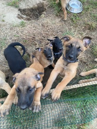 10 bildschöne Malinois Welpen suchen ein Zuhause