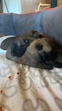 10 bildschöne Malinois Welpen suchen ein Zuhause