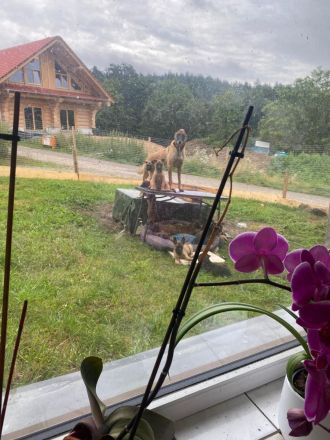 10 bildschöne Malinois Welpen suchen ein Zuhause