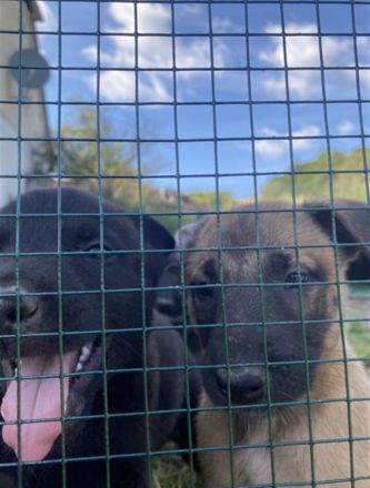 10 bildschöne Malinois Welpen suchen ein Zuhause