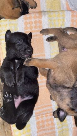 10 bildschöne Malinois Welpen suchen ein Zuhause