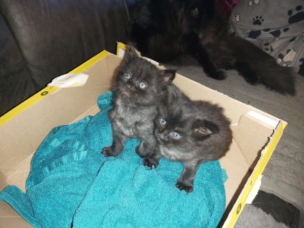 Main Coon Kitten 2 Kater in Black Smoke