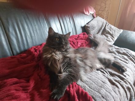 Main Coon Kitten 2 Kater in Black Smoke