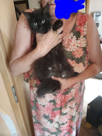 Main Coon Kitten 2 Kater in Black Smoke