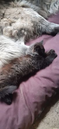 Main Coon Kitten 2 Kater in Black Smoke