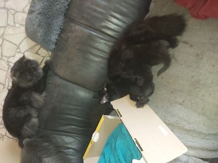 Main Coon Kitten 2 Kater in Black Smoke