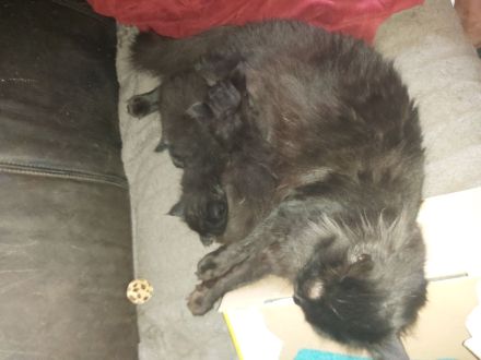 Main Coon Kitten 2 Kater in Black Smoke