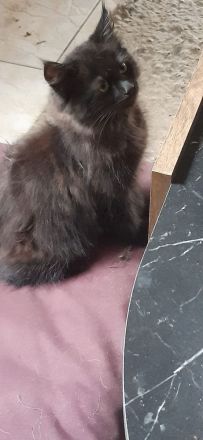 Main Coon Kitten 2 Kater in Black Smoke
