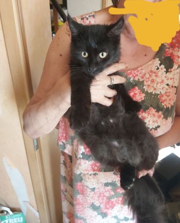 Main Coon Kitten 2 Kater in Black Smoke