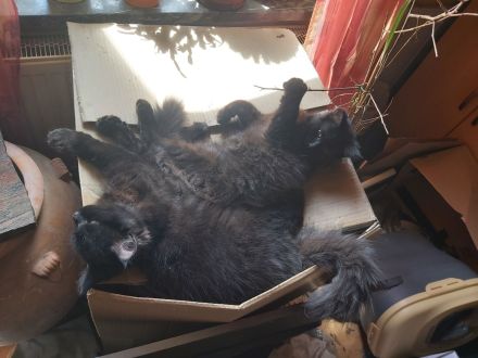 Main Coon Kitten 2 Kater in Black Smoke