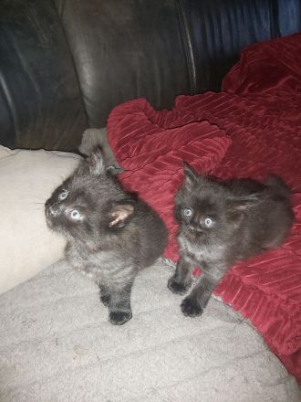 Main Coon Kitten 2 Kater in Black Smoke