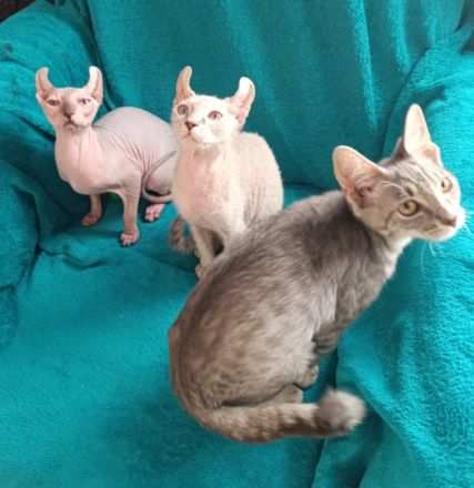 4 zuckersüße Elf Sphynx Kitten ab sofort abzugeben