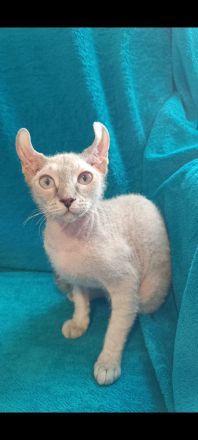 4 zuckersüße Elf Sphynx Kitten ab sofort abzugeben