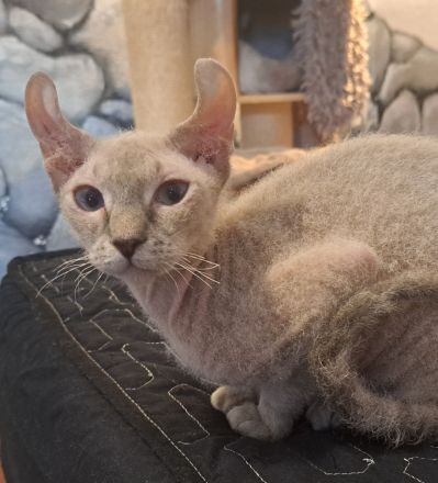 4 zuckersüße Elf Sphynx Kitten ab sofort abzugeben