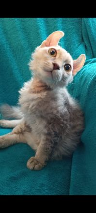 4 zuckersüße Elf Sphynx Kitten ab sofort abzugeben