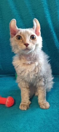 4 zuckersüße Elf Sphynx Kitten ab sofort abzugeben