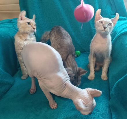 4 zuckersüße Elf Sphynx Kitten ab sofort abzugeben