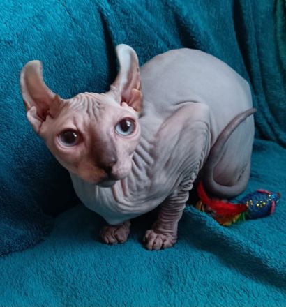 4 zuckersüße Elf Sphynx Kitten ab sofort abzugeben