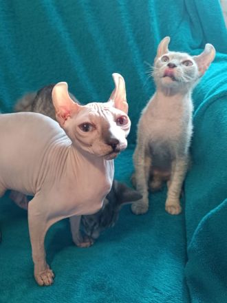 4 zuckersüße Elf Sphynx Kitten ab sofort abzugeben