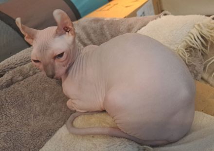 4 zuckersüße Elf Sphynx Kitten ab sofort abzugeben