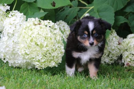 Auszugsbereite Toy Aussie (Mini Aussie / Miniature Australian Shepherd)
