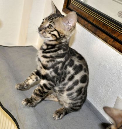Kitten Bengal