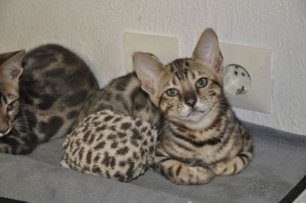 Kitten Bengal