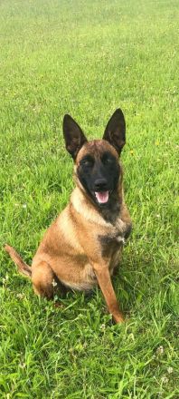 Malinois Welpen