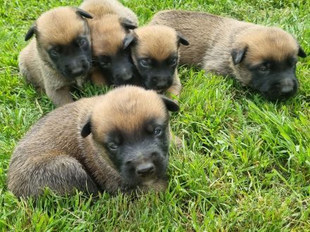 Malinois Welpen