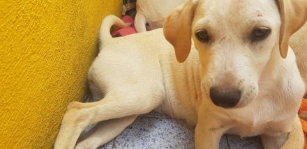 Tierhilfe Italien Wurf sehr süßer Welpen größerer Mix