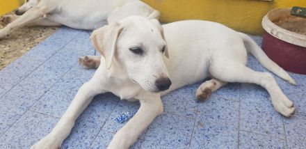 Tierhilfe Italien Wurf sehr süßer Welpen größerer Mix