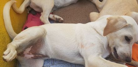 Tierhilfe Italien Wurf sehr süßer Welpen größerer Mix