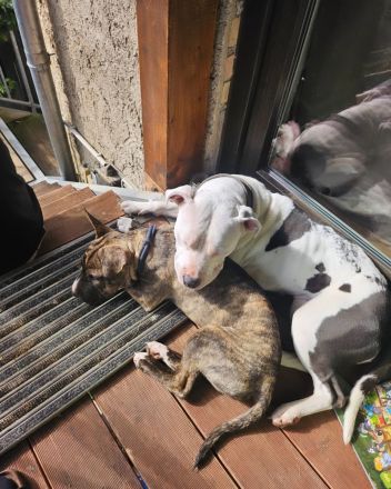 Hund zu verschenken.