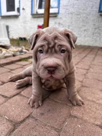SharPei mix Welpen